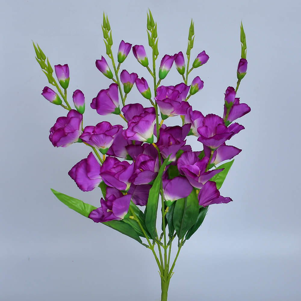 Purple Gladiolus